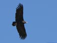 Aegypius monachus