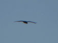 Pandion haliaetus