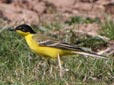 Motacilla feldegg x flava