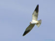Elanus caeruleus