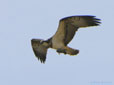 Pandion haliaetus