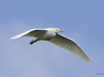 Bubulcus ibis