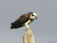 Pandion haliaetus