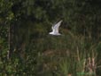 Sterna hirundo