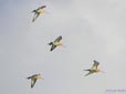 Limosa limosa
