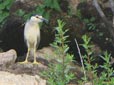 Nycticorax nycticorax