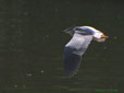 Nycticorax nycticorax