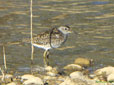 Tringa glareola