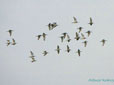 Limosa limosa