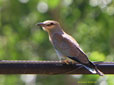 Coracias garrulus