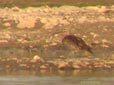 Numenius phaeopus