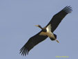 Ciconia nigra