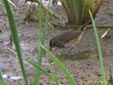 Luscinia svecica