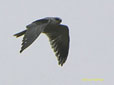 Elanus caeruleus