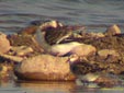 Calidris minuta