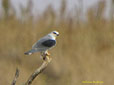 Elanus caeruleus
