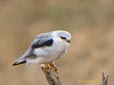 Elanus caeruleus