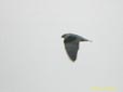 Elanus caeruleus