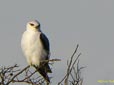 Elanus caeruleus