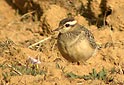 Charadrius morinellus