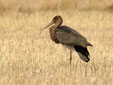 Ciconia nigra