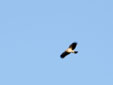 Aquila pennata