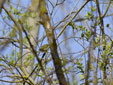 Phylloscopus sibilatrix