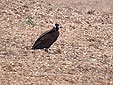 Aegypius monachus