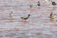 Tringa erythropus