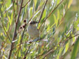 Acrocephalus schoenobaenus