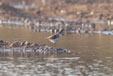 Calidris minuta