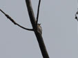 Dendrocopos minor