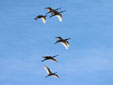 Platalea leucorodia