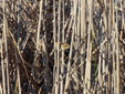 Acrocephalus schoenobaenus