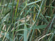 Acrocephalus schoenobaenus