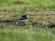 Motacilla alba yarrelli