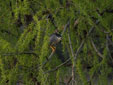 Nycticorax nycticorax