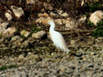 Bubulcus ibis