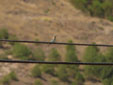 Coracias garrulus