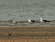 Larus canus