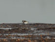 Calidris alba