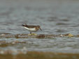 Calidris temminckii