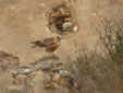 Buteo rufinus