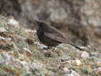 Turdus torquatus