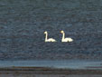 Cygnus cygnus