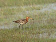 Limosa limosa