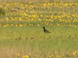Limosa limosa