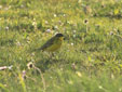Motacilla flava thumbergi