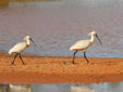 Platalea leucorodia