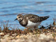 Arenaria interpres